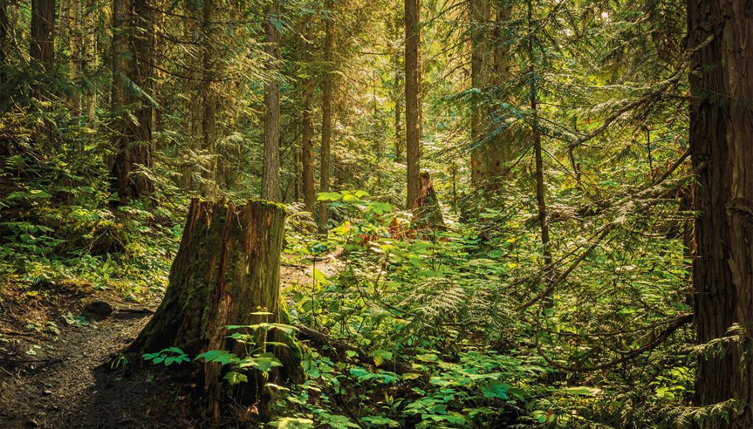 Cottage Q&A: What’s wrong with this beech tree?
