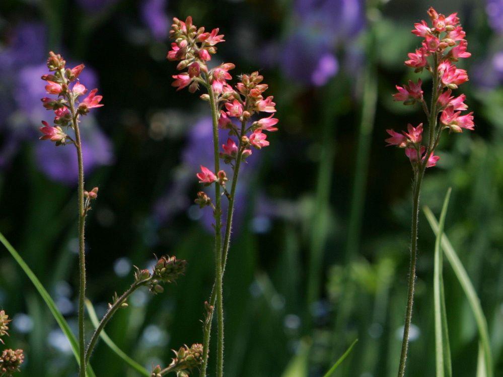 Growing Concerns: Garden needs refresh after hot summer Growing Concerns: Garden needs refresh after hot summer